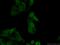 Apurinic/Apyrimidinic Endodeoxyribonuclease 1 antibody, 10323-1-AP, Proteintech Group, Immunofluorescence image 