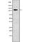 Ubiquitin Specific Peptidase 37 antibody, abx149790, Abbexa, Western Blot image 