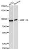 MRE11 Homolog, Double Strand Break Repair Nuclease antibody, A14026, ABclonal Technology, Western Blot image 