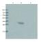 RNA Binding Fox-1 Homolog 3 antibody, GTX37604, GeneTex, Western Blot image 