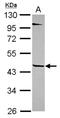 Tektin 1 antibody, NBP2-20593, Novus Biologicals, Western Blot image 