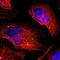 Pleckstrin 2 antibody, NBP1-86180, Novus Biologicals, Immunofluorescence image 