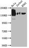 Stromal Antigen 2 antibody, CSB-RA292183A0HU, Cusabio, Western Blot image 