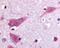 Dipeptidyl Peptidase Like 10 antibody, 48-353, ProSci, Immunohistochemistry paraffin image 