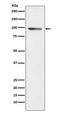 Phosphodiesterase 4B antibody, M02228-1, Boster Biological Technology, Western Blot image 