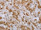 Natriuretic Peptide Receptor 2 antibody, CSB-PA978547, Cusabio, Immunohistochemistry paraffin image 