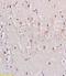 Nociceptin receptor antibody, GTX37594, GeneTex, Immunohistochemistry paraffin image 