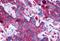 Prostaglandin E Receptor 4 antibody, NLS3890, Novus Biologicals, Immunohistochemistry paraffin image 