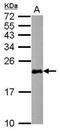 Ras antibody, PA5-28861, Invitrogen Antibodies, Western Blot image 