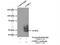 CCAAT Enhancer Binding Protein Alpha antibody, 18311-1-AP, Proteintech Group, Immunoprecipitation image 