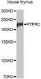CD45 antibody, MBS127417, MyBioSource, Western Blot image 