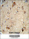 DAB Adaptor Protein 1 antibody, 63-731, ProSci, Immunohistochemistry paraffin image 