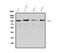 Eukaryotic Translation Elongation Factor 2 antibody, A00830-1, Boster Biological Technology, Western Blot image 