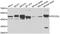 Programmed Cell Death 2 Like antibody, abx006476, Abbexa, Western Blot image 