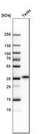 Testis Expressed 101 antibody, HPA041915, Atlas Antibodies, Western Blot image 
