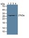 Guanidinoacetate N-Methyltransferase antibody, LS-C374503, Lifespan Biosciences, Western Blot image 