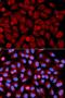 Mitogen-Activated Protein Kinase 9 antibody, orb136155, Biorbyt, Immunofluorescence image 
