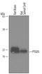 Beta-trace protein antibody, AF5000, R&D Systems, Western Blot image 