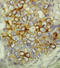 Caspase 6 antibody, LS-C312603, Lifespan Biosciences, Immunohistochemistry frozen image 