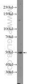 Notchless Homolog 1 antibody, 16419-1-AP, Proteintech Group, Enzyme Linked Immunosorbent Assay image 