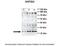 Acidic Nuclear Phosphoprotein 32 Family Member A antibody, 29-209, ProSci, Enzyme Linked Immunosorbent Assay image 