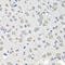 C1GALT1 Specific Chaperone 1 antibody, A05741, Boster Biological Technology, Immunohistochemistry frozen image 