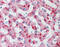 Complement Factor H antibody, 49-083, ProSci, Immunohistochemistry frozen image 