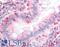 Integrin Subunit Alpha 2 antibody, LS-A9427, Lifespan Biosciences, Immunohistochemistry frozen image 