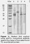 Thioredoxin antibody, LS-C47215, Lifespan Biosciences, Western Blot image 
