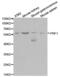 Perforin 1 antibody, abx000550, Abbexa, Western Blot image 