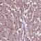 COMM Domain Containing 4 antibody, NBP2-49500, Novus Biologicals, Immunohistochemistry frozen image 