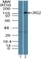 Jagged Canonical Notch Ligand 2 antibody, NBP2-27420, Novus Biologicals, Western Blot image 