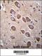Protocadherin Alpha 3 antibody, 56-243, ProSci, Immunohistochemistry frozen image 