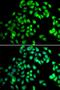 Nuclear Cap Binding Protein Subunit 2 antibody, orb373603, Biorbyt, Immunofluorescence image 