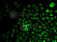 SWI/SNF Related, Matrix Associated, Actin Dependent Regulator Of Chromatin, Subfamily A, Member 4 antibody, A2117, ABclonal Technology, Immunofluorescence image 