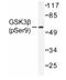 Glycogen Synthase Kinase 3 Beta antibody, AP01596PU-N, Origene, Western Blot image 