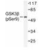 Glycogen Synthase Kinase 3 Beta antibody, AP01596PU-N, Origene, Western Blot image 