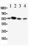 Fc Fragment Of IgA Receptor antibody, PA1549, Boster Biological Technology, Western Blot image 