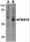 TNF Receptor Associated Factor 6 antibody, 3129, ProSci Inc, Western Blot image 