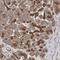 Small ArfGAP2 antibody, PA5-55074, Invitrogen Antibodies, Immunohistochemistry frozen image 