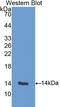 Endoglin antibody, LS-C293741, Lifespan Biosciences, Western Blot image 