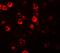 CXXC Finger Protein 4 antibody, A13072, Boster Biological Technology, Immunofluorescence image 