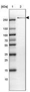 Teneurin Transmembrane Protein 3 antibody, PA5-61411, Invitrogen Antibodies, Western Blot image 