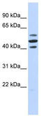 HSPB1 Associated Protein 1 antibody, TA333677, Origene, Western Blot image 