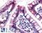 Estrogen Related Receptor Gamma antibody, LS-A6487, Lifespan Biosciences, Immunohistochemistry frozen image 