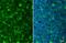 Cystatin F antibody, GTX100613, GeneTex, Immunofluorescence image 