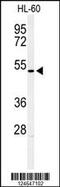 Homeobox A3 antibody, 64-170, ProSci, Western Blot image 