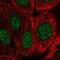 GEMIN2 antibody, NBP2-55393, Novus Biologicals, Immunofluorescence image 