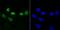 Dyskerin Pseudouridine Synthase 1 antibody, NBP2-75472, Novus Biologicals, Immunofluorescence image 
