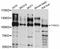TYRO3 Protein Tyrosine Kinase antibody, STJ114132, St John